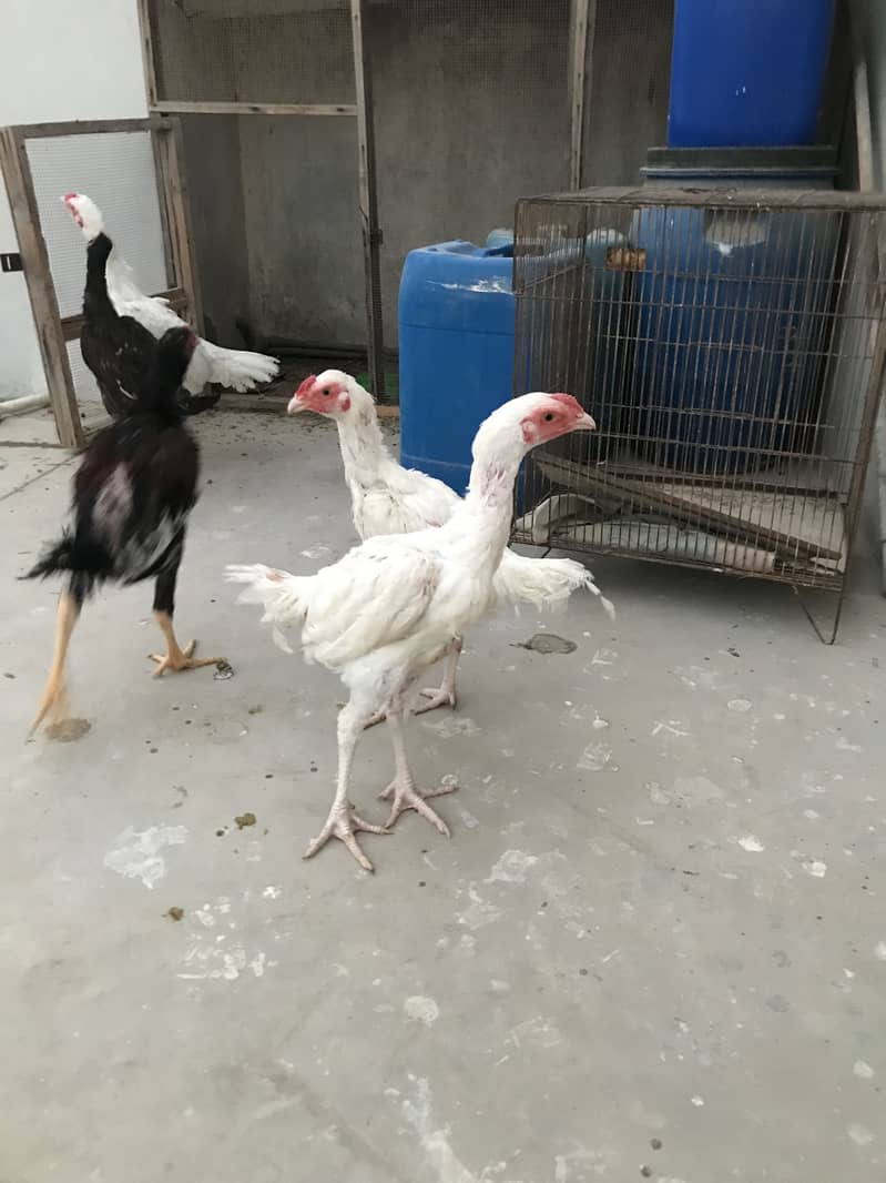 Heera pair 0