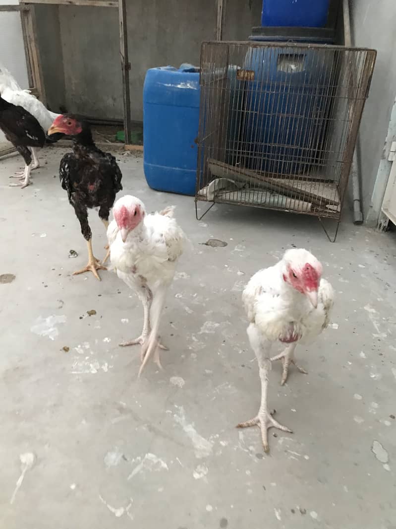 Heera pair 1