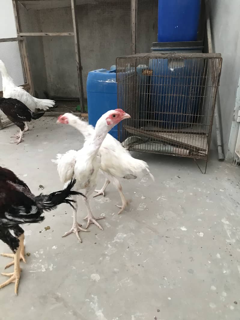 Heera pair 2