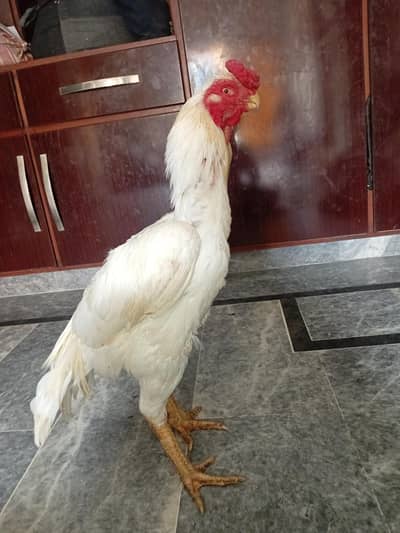 Parrot beak aseel