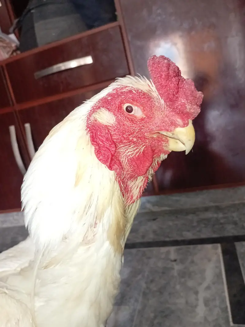 Parrot beak aseel — photo 2