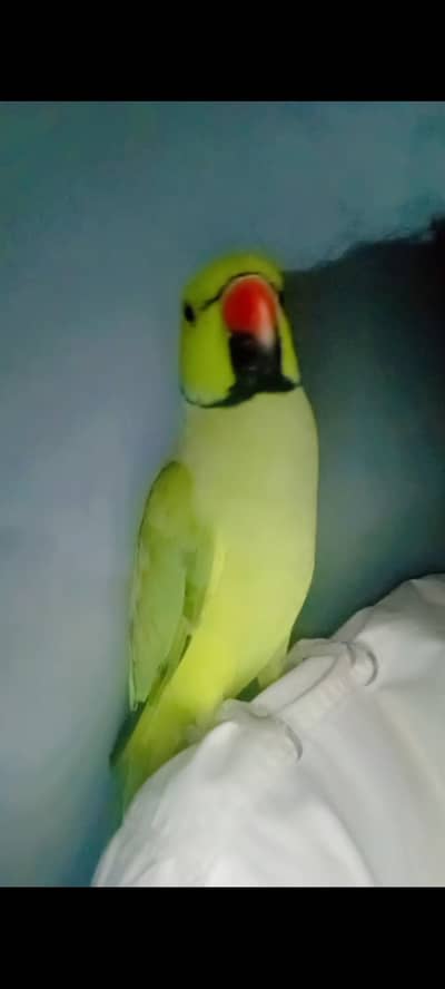 4 Year Old Male Ringneck Parrot  | 100% Tame & Talking | Zero Bite
