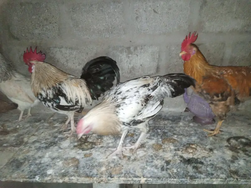 4 Murgay ha mashallha okay ha — photo 2