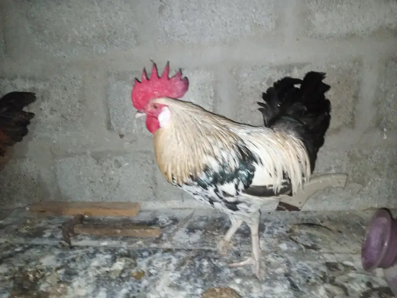 4 Murgay ha mashallha okay ha — photo 5