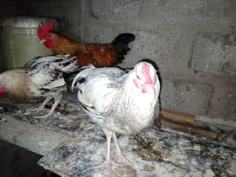 4 Murgay ha mashallha okay ha — photo 6