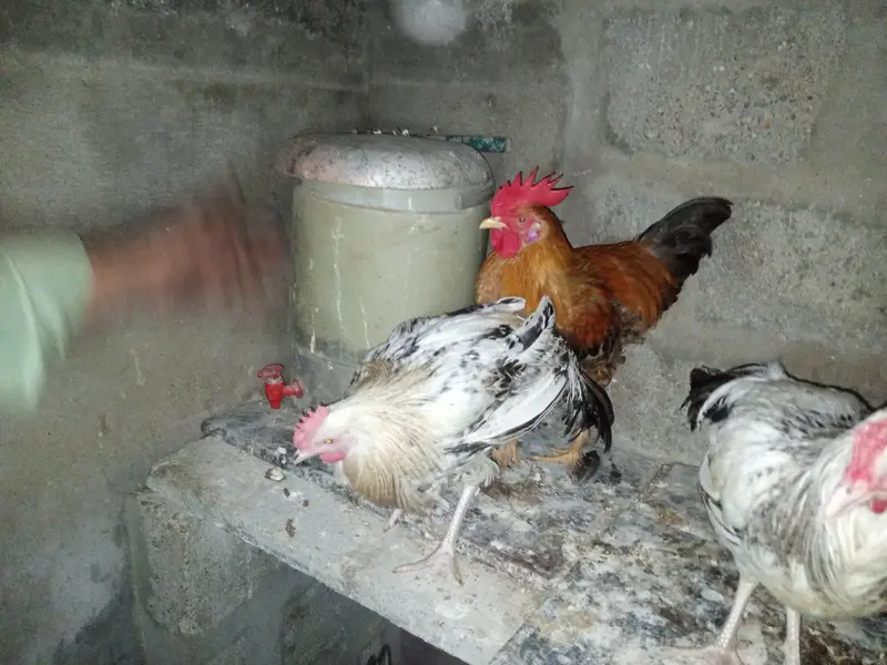 4 Murgay ha mashallha okay ha — photo 7
