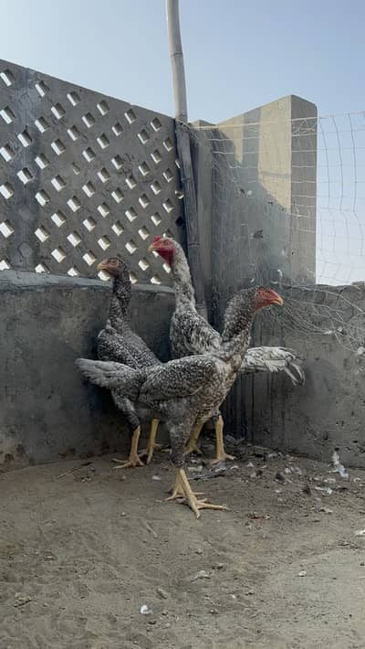 Shamo pair for sale | coco shamo trio  | chena shamo pair