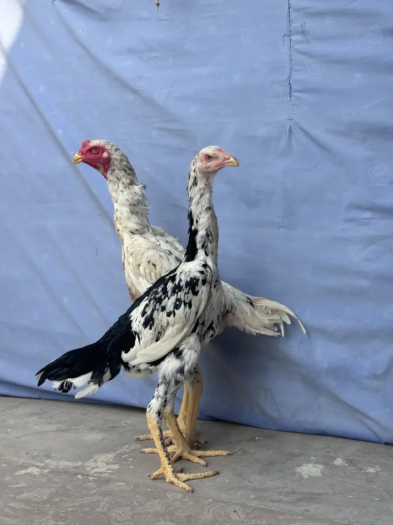 Shamo pair for sale | coco shamo trio  | chena shamo pair — photo 7