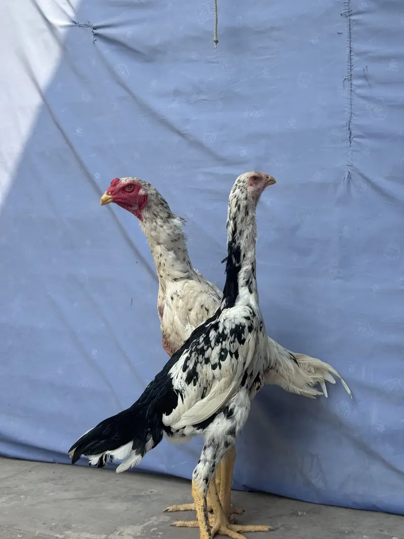 Shamo pair for sale | coco shamo trio  | chena shamo pair — photo 8