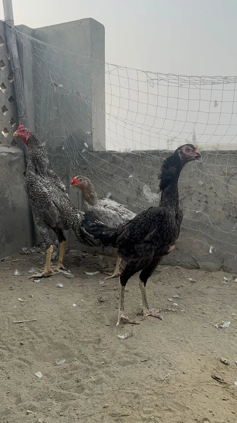 Shamo pair for sale | coco shamo trio  | chena shamo pair — photo 10