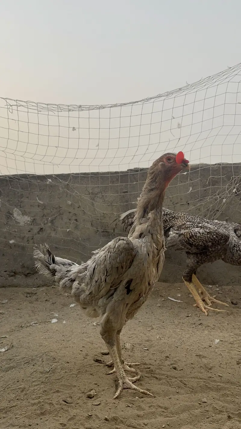Shamo pair for sale | coco shamo trio  | chena shamo pair — photo 11