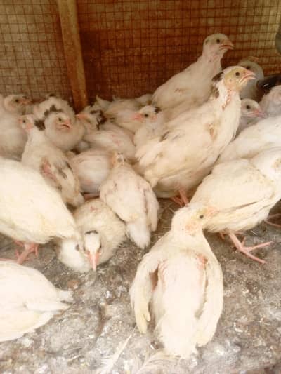 white batair age 35 day white batair chicks available