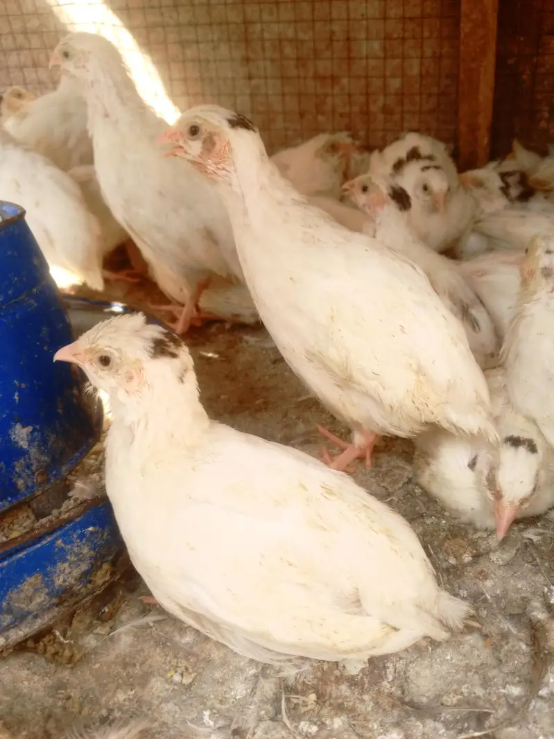 white batair age 35 day white batair chicks available — photo 2