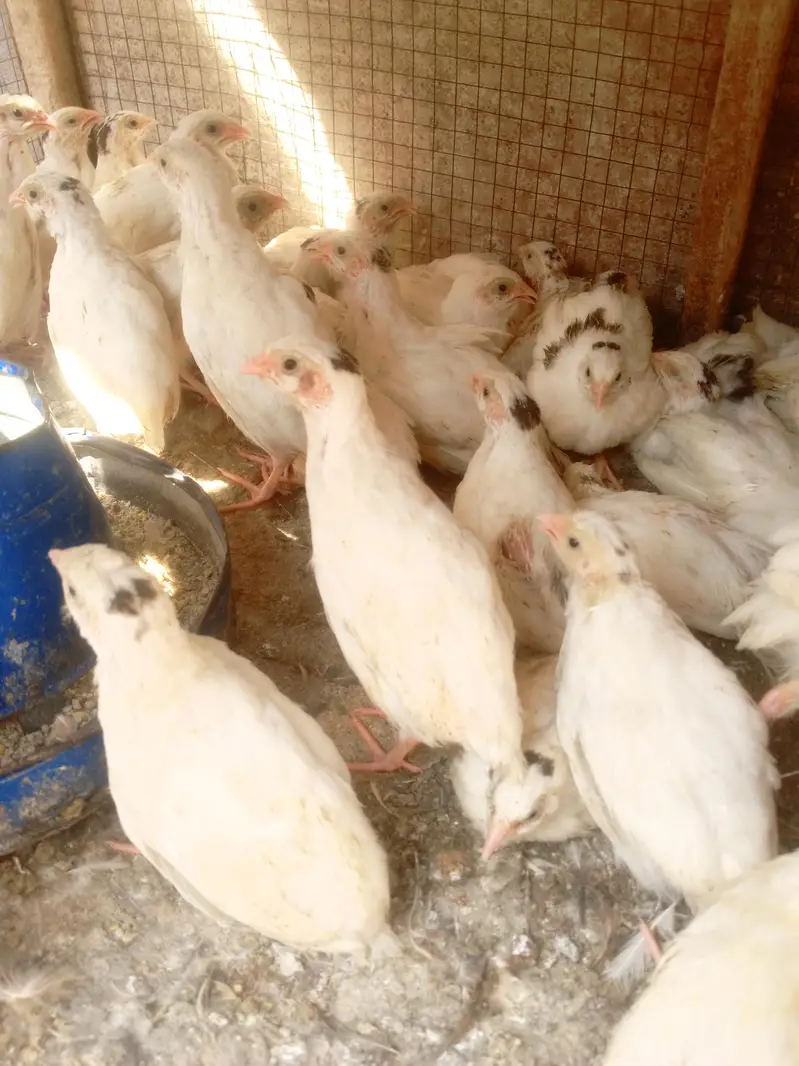 white batair age 35 day white batair chicks available — photo 3