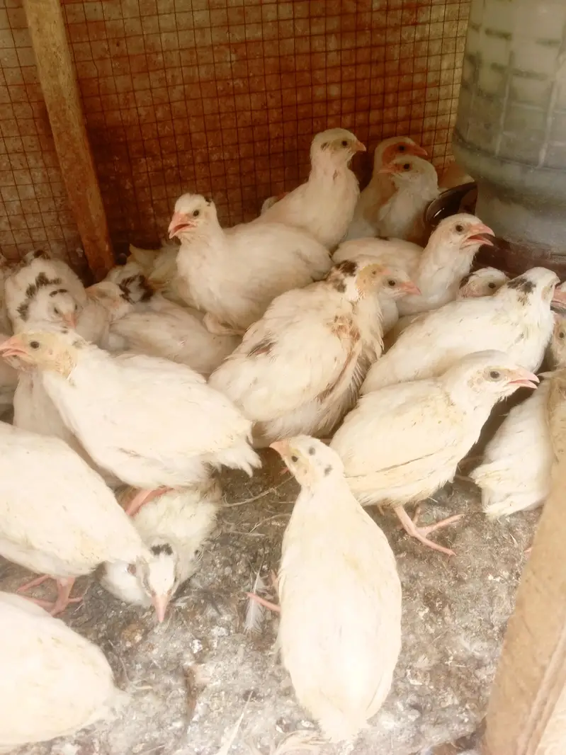 white batair age 35 day white batair chicks available — photo 4