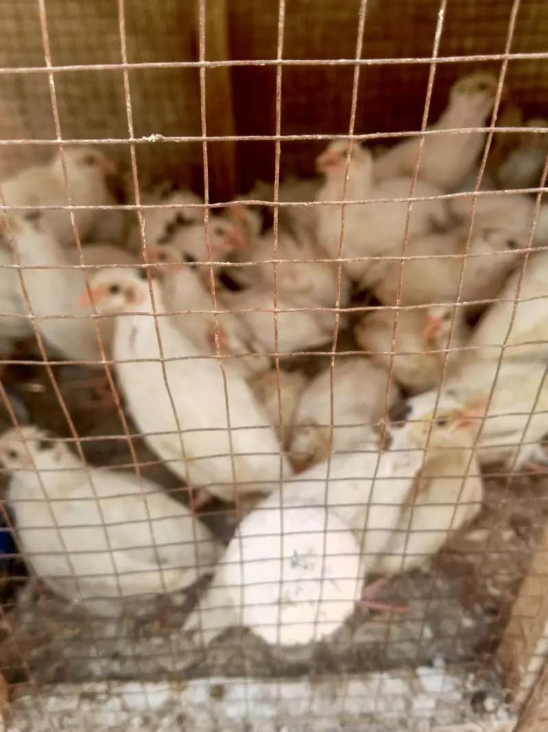 white batair age 35 day white batair chicks available — photo 5
