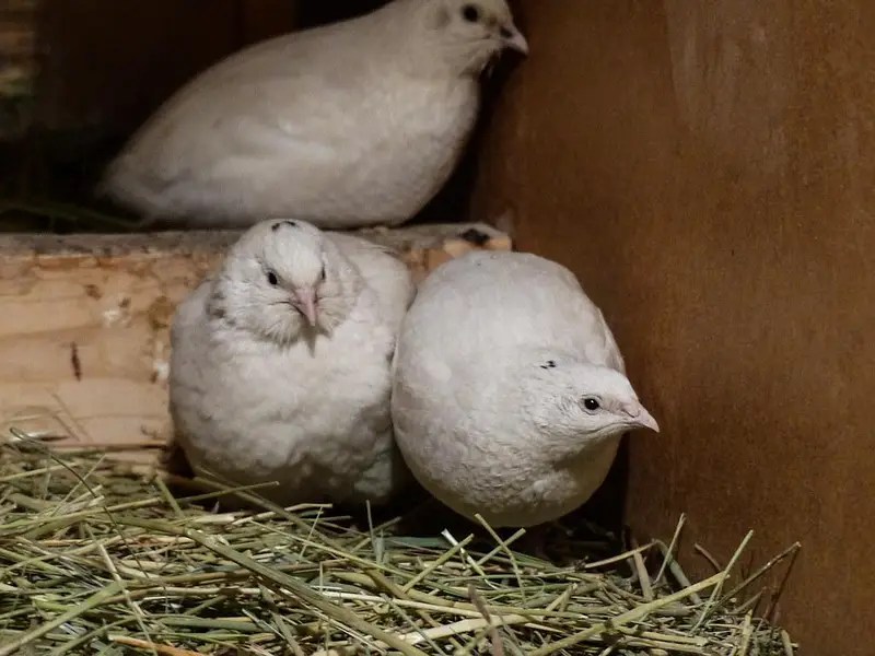 white batair age 35 day white batair chicks available — photo 6