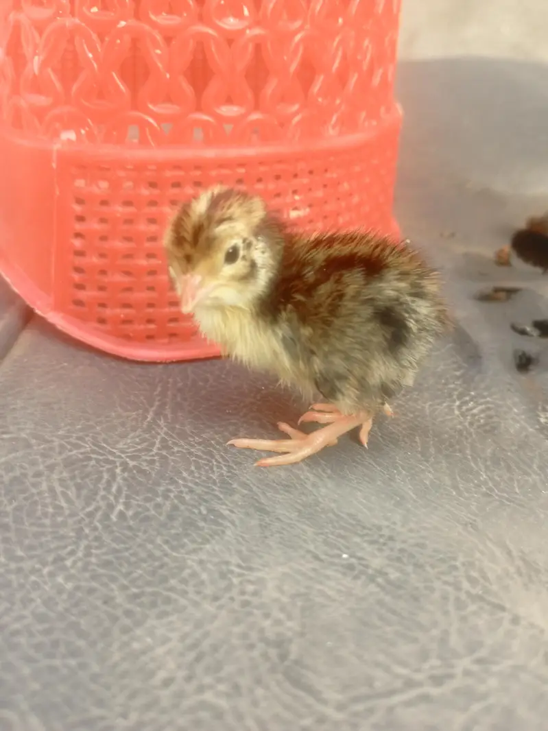 white batair age 35 day white batair chicks available — photo 9