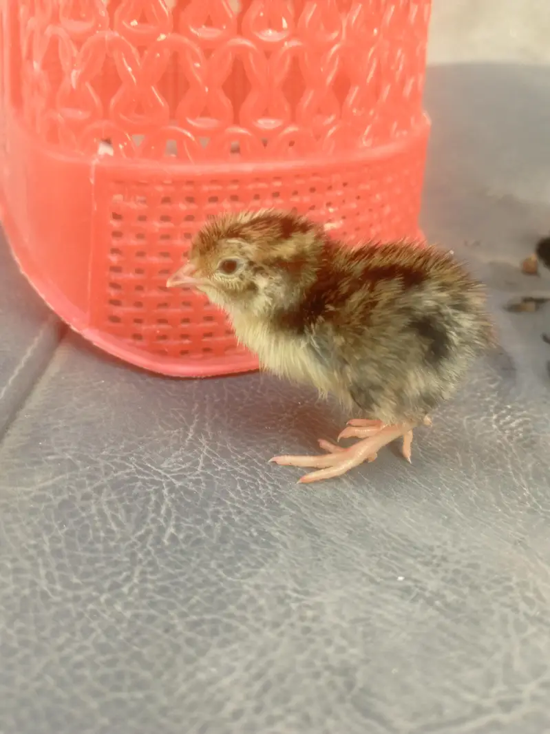 white batair age 35 day white batair chicks available — photo 10