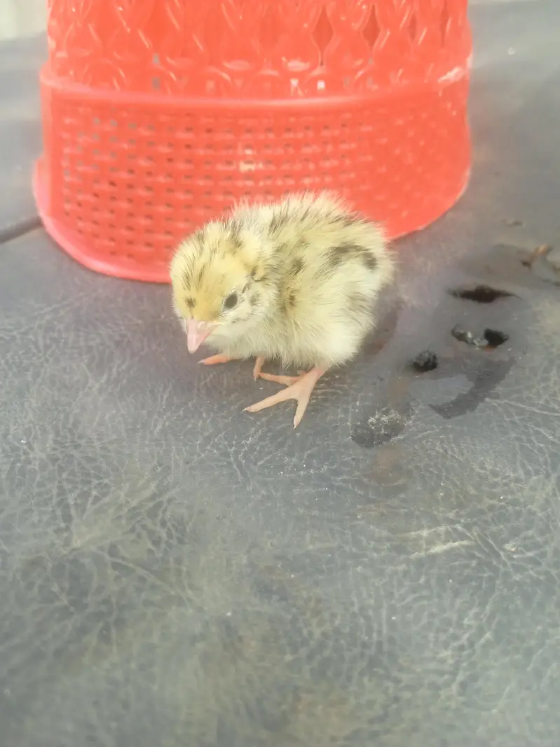 white batair age 35 day white batair chicks available — photo 11