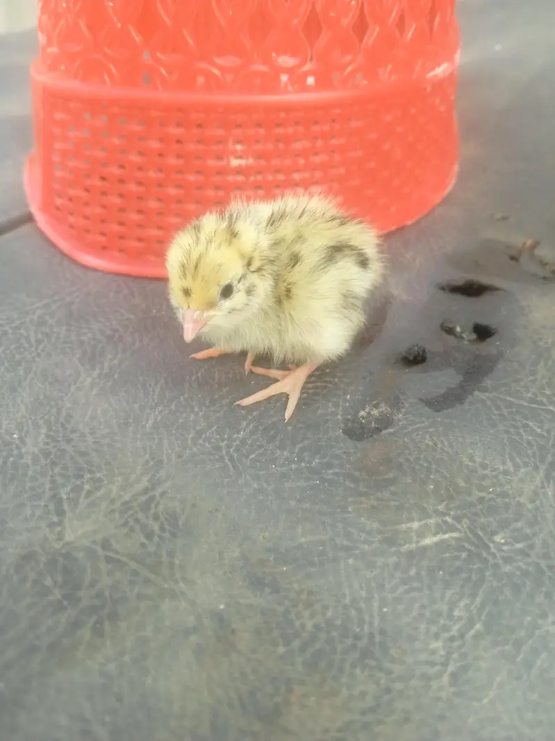 white batair age 35 day white batair chicks available — photo 12
