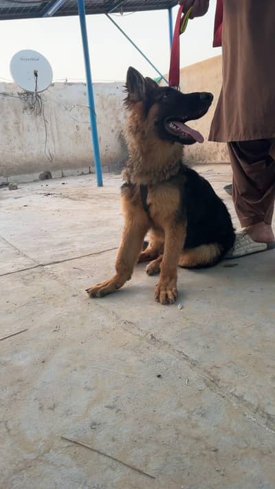 German Shepherd
