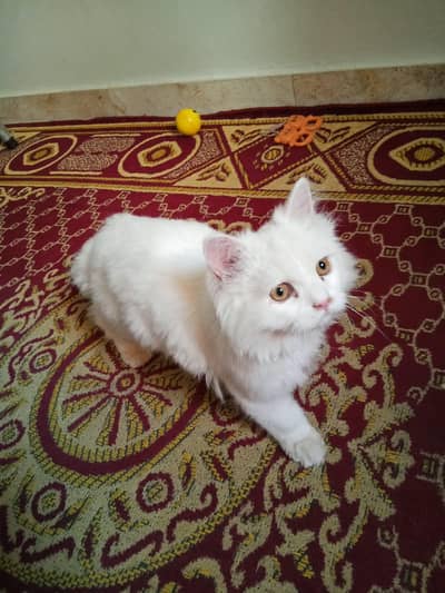 persian cat