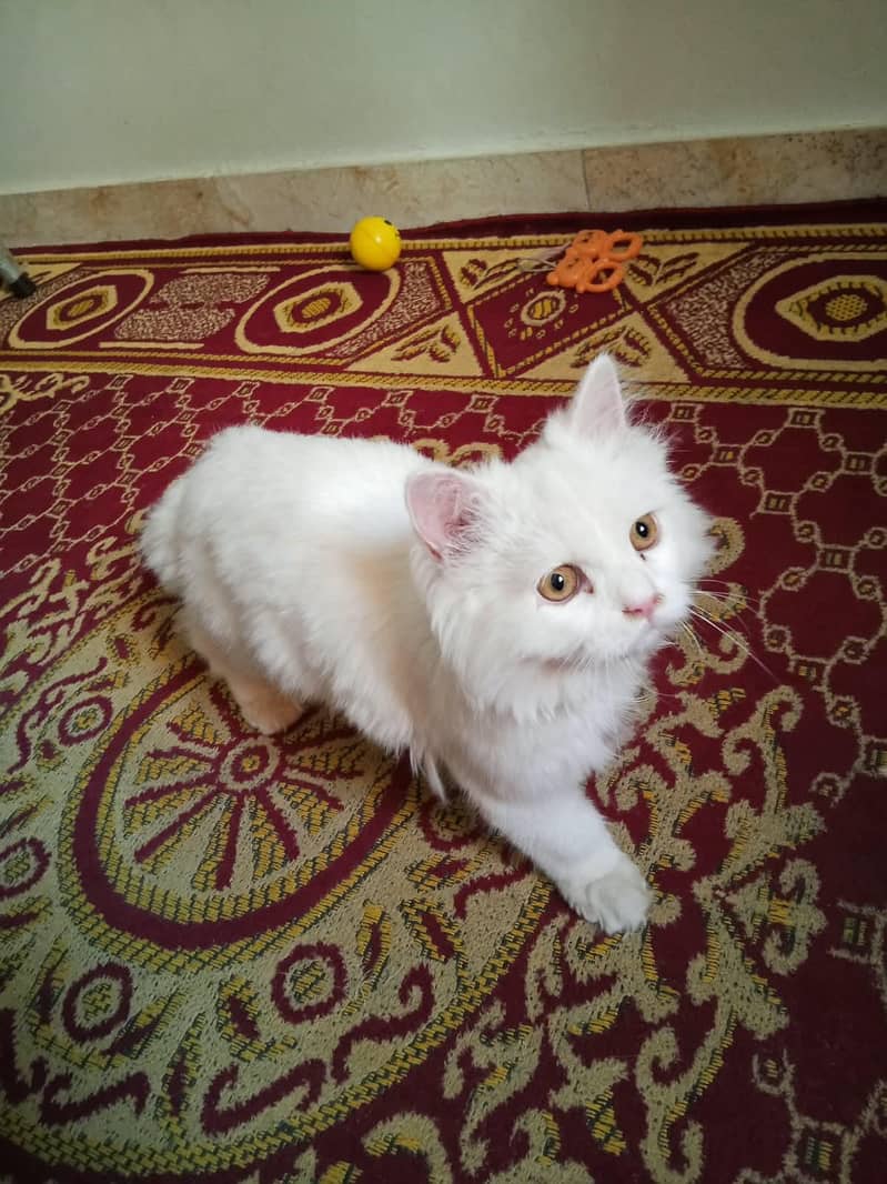persian cat 0