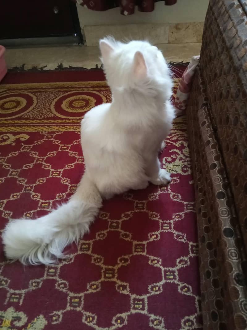 persian cat 1