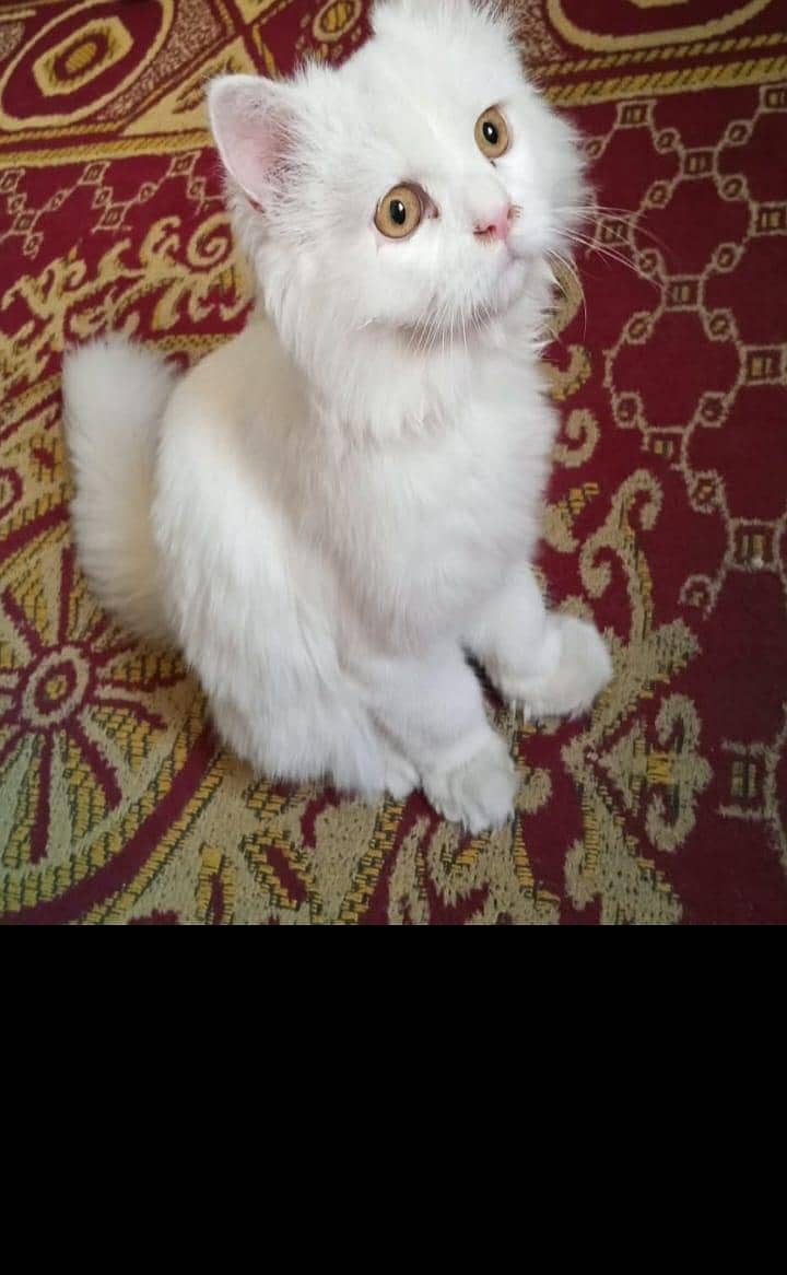 persian cat 2