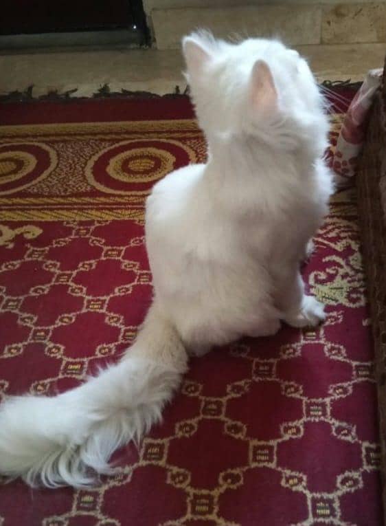 persian cat 3