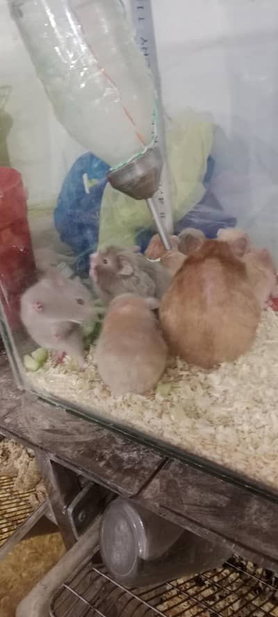 Syrian hamsters