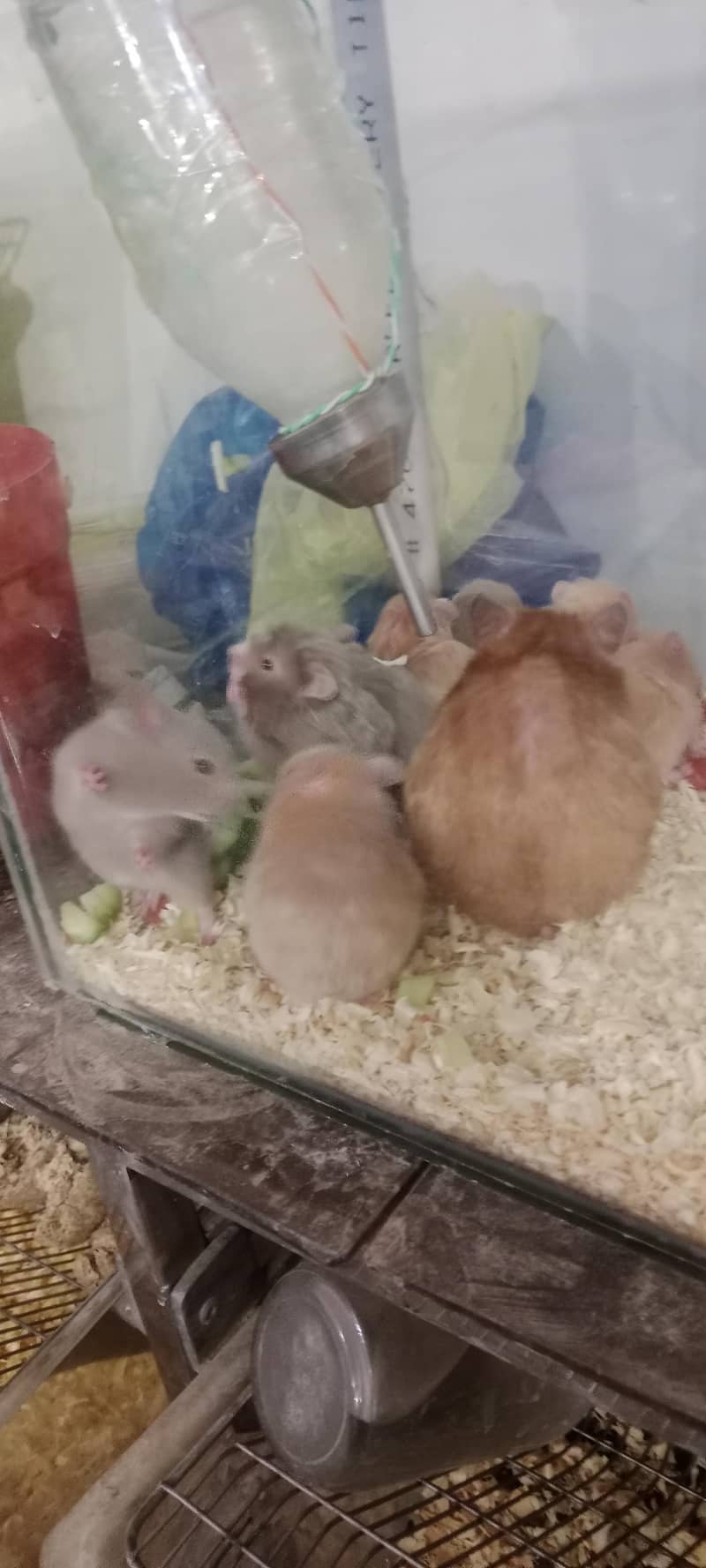 Syrian hamsters 0