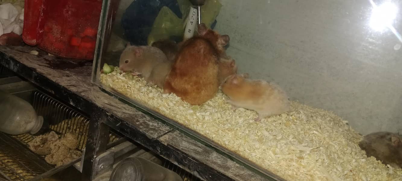 Syrian hamsters 1