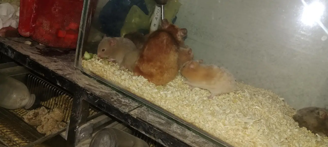 Syrian hamsters — photo 2