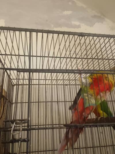 hogo Roma parrot 7000and green apple Kannur with DNA