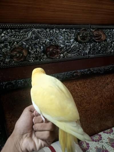 yellow parrot hand tame and talking