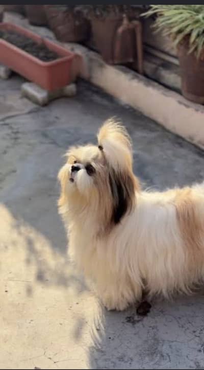 Shih tzu dog