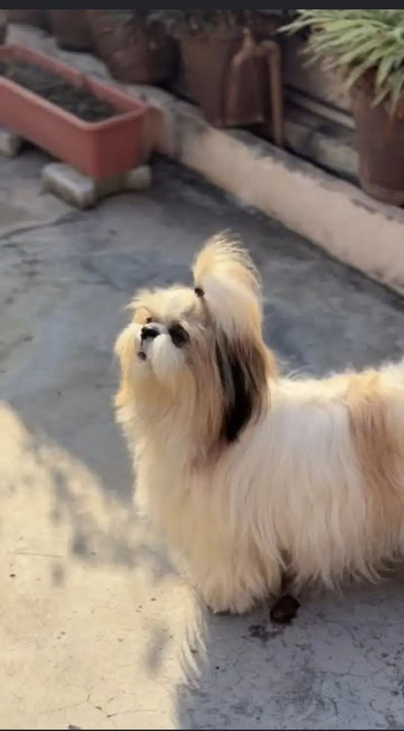 Shih tzu dog