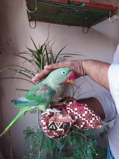 pahari parrot male talking