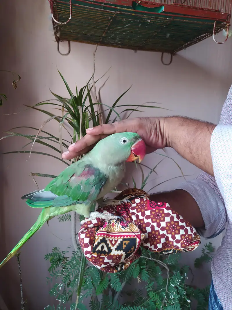 pahari parrot male talking — photo 3