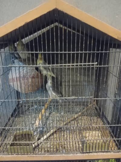 yellow and Grey black  cocktiel