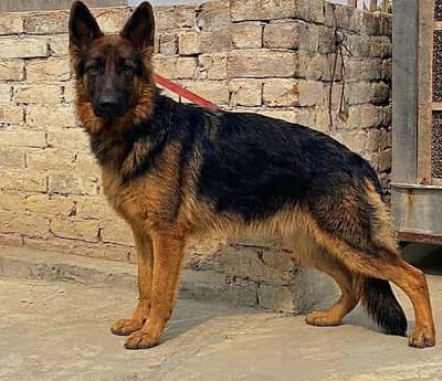female stock code contact WhatsApp more details