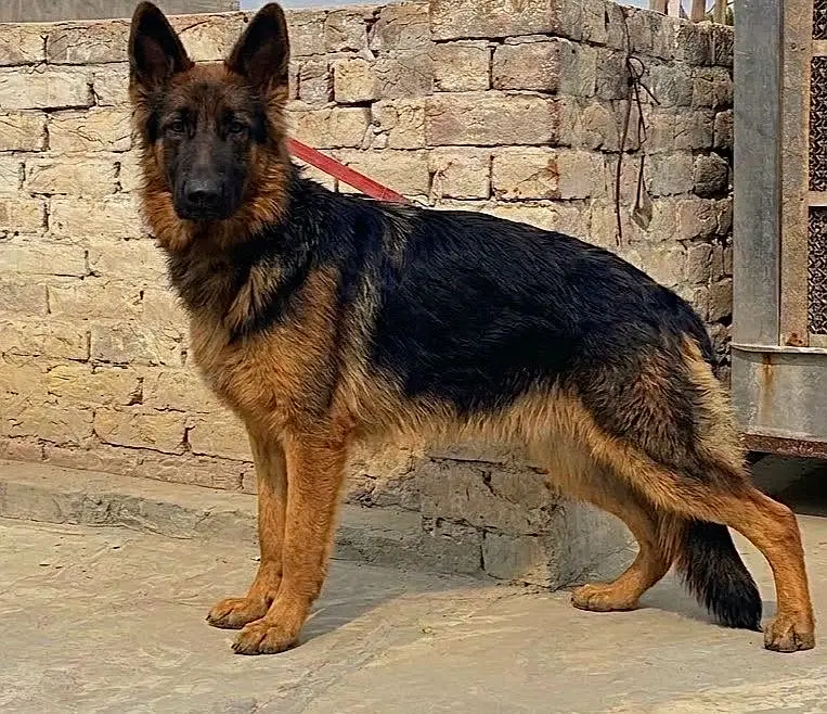 female stock code contact WhatsApp more details