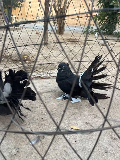 American fantail pigeon