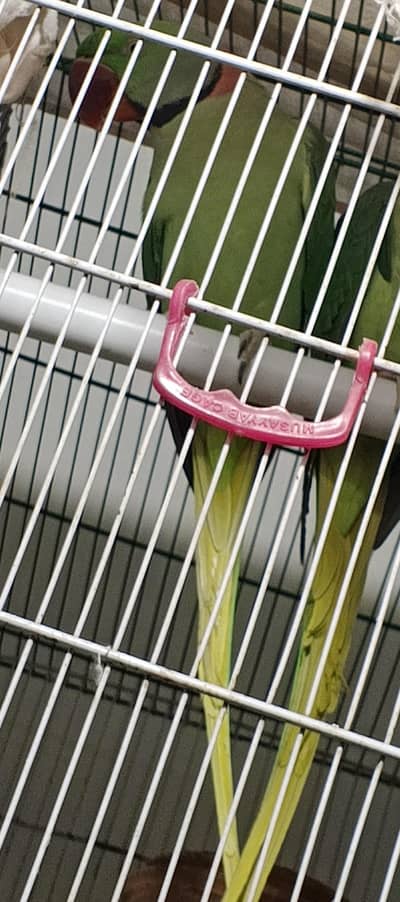 male parrot