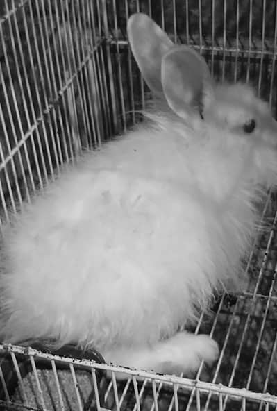 Red eye New Zealand & White Angora Rabbit  pair   available for sale