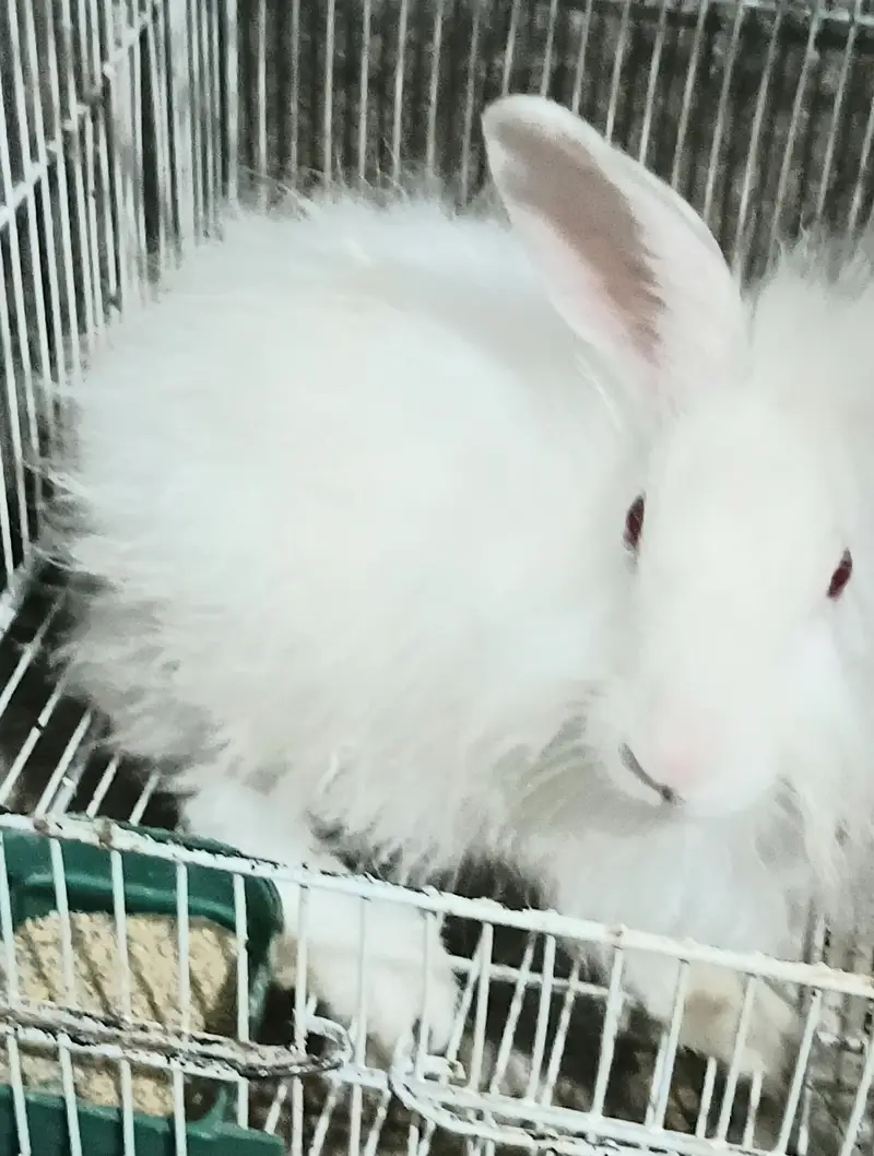 Red eye New Zealand & White Angora Rabbit  pair   available for sale — photo 3