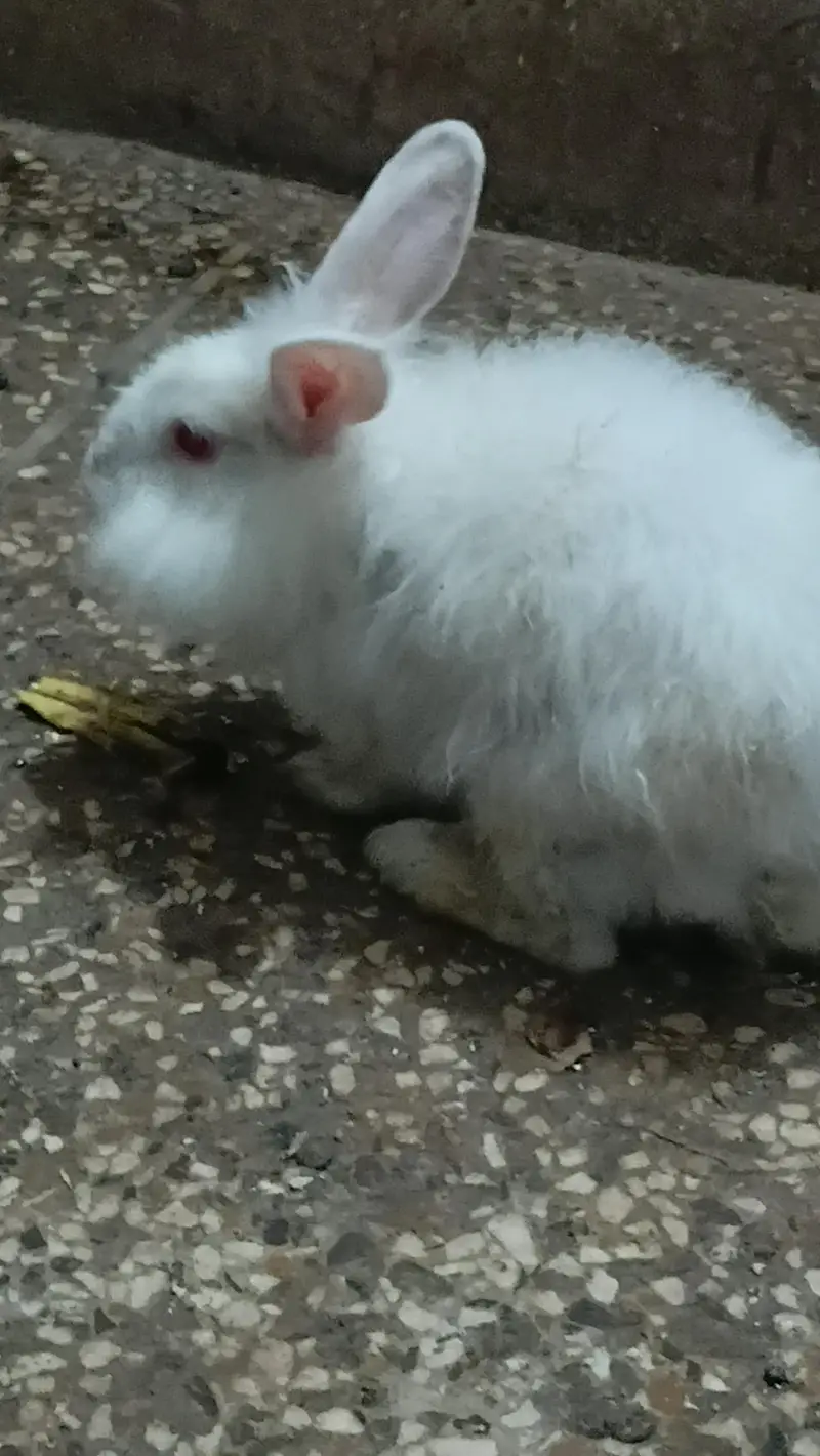 Red eye New Zealand & White Angora Rabbit  pair   available for sale — photo 4