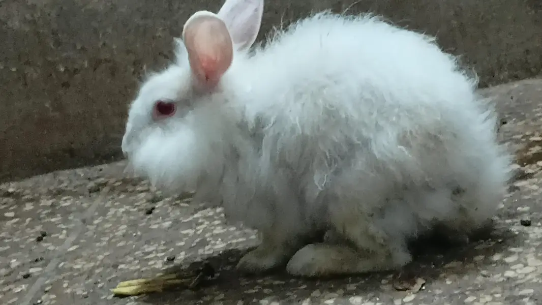 Red eye New Zealand & White Angora Rabbit  pair   available for sale — photo 5